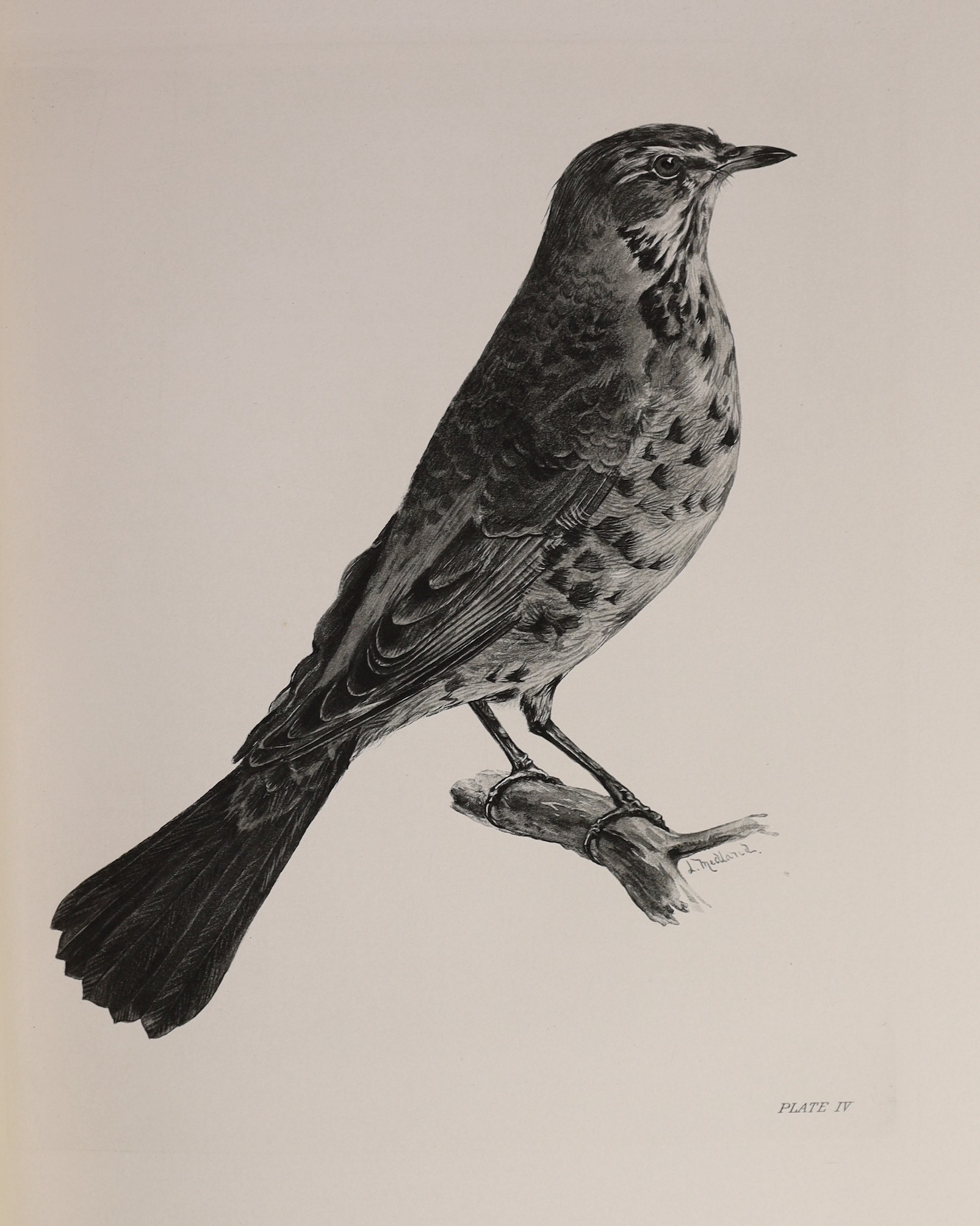 Stonham, Charles - The Birds of the British Islands, illustrated by Lilian M. Medland, 5 vols, folio, half calf with green cloth boards, with 2 folding maps, a double-page diagram and 318 full page tissue-guarded engrave